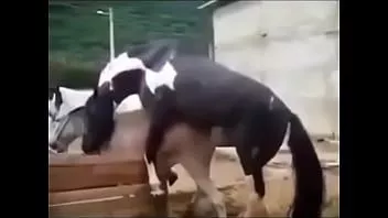 Reproduzir Pequeno burro indefeso acasalando-se com cavalo grande